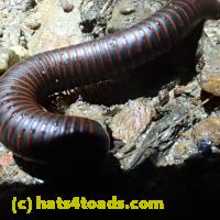 /home//u458753944/public_html/sourcegallery//Insects and small critters/millipedes and centipedes/P6220183.JPG